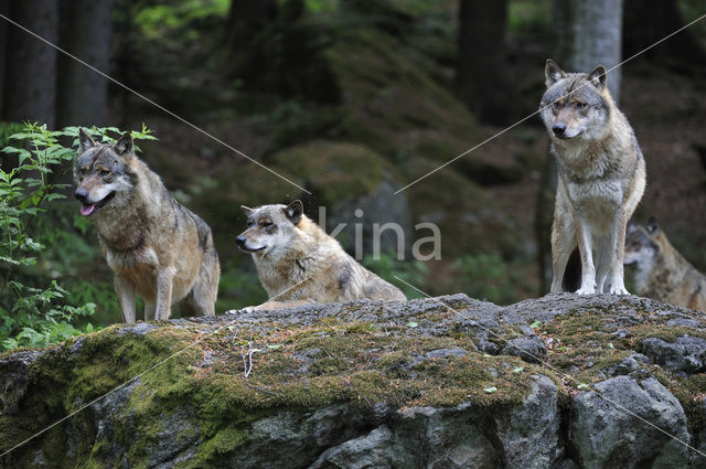 Wolf (Canis lupus)