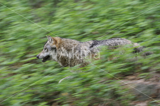 Wolf (Canis lupus)