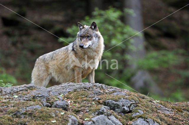 Grey Wolf (Canis lupus)