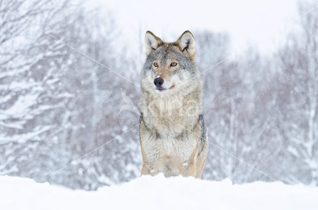 Grey Wolf (Canis lupus)