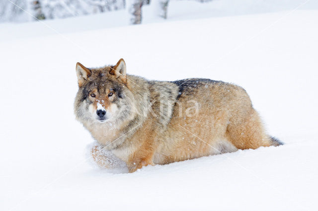 Grey Wolf (Canis lupus)