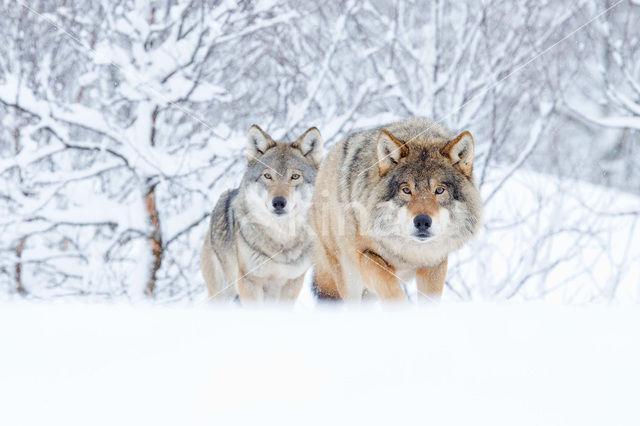 Grey Wolf (Canis lupus)