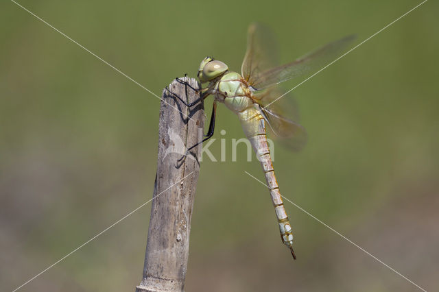 Zadellibel (Anax ephippiger)