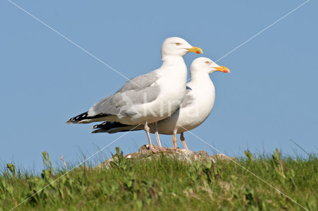 Zilvermeeuw (Larus argentatus)