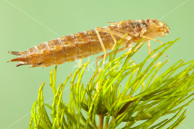 Zuidelijke keizerlibel (Anax parthenope)