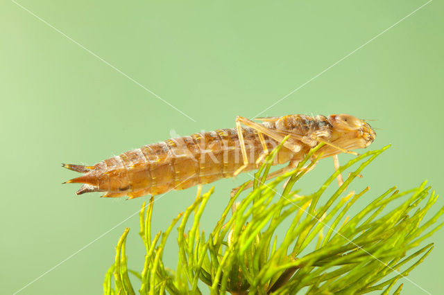 Zuidelijke keizerlibel (Anax parthenope)