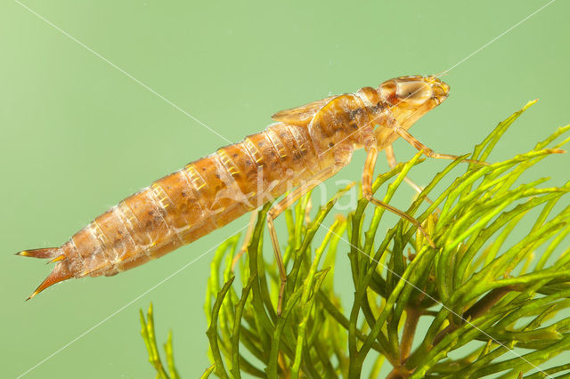 Zuidelijke keizerlibel (Anax parthenope)