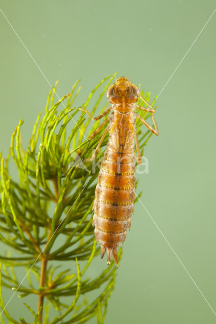 Zuidelijke keizerlibel (Anax parthenope)