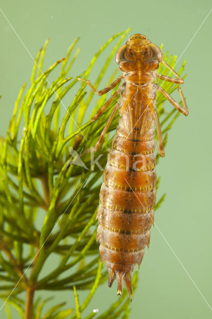 Zuidelijke keizerlibel (Anax parthenope)