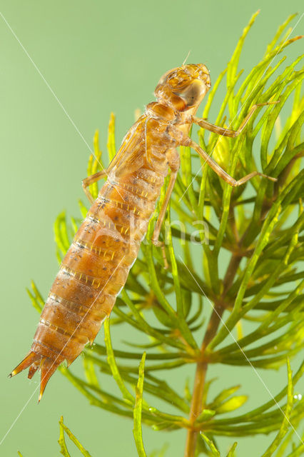 Zuidelijke keizerlibel (Anax parthenope)