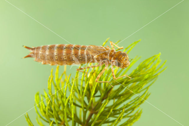 Zuidelijke keizerlibel (Anax parthenope)