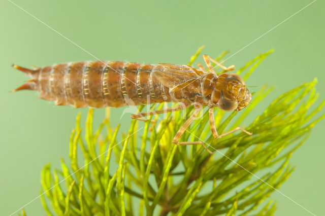 Zuidelijke keizerlibel (Anax parthenope)