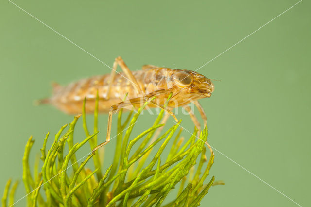 Zuidelijke keizerlibel (Anax parthenope)