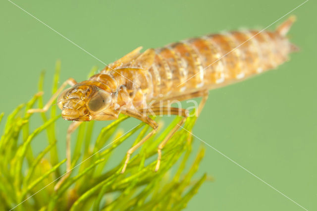 Zuidelijke keizerlibel (Anax parthenope)