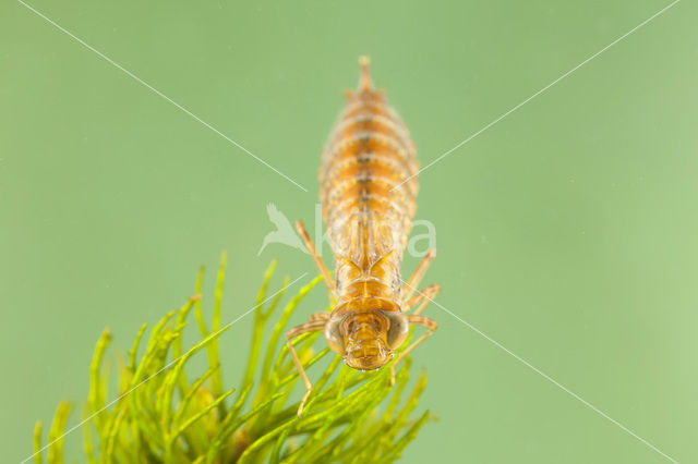 Zuidelijke keizerlibel (Anax parthenope)