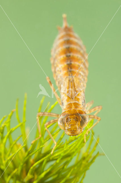 Zuidelijke keizerlibel (Anax parthenope)