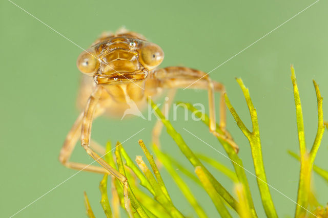 Zuidelijke keizerlibel (Anax parthenope)