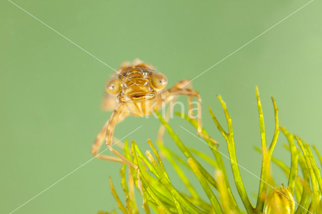 Zuidelijke keizerlibel (Anax parthenope)