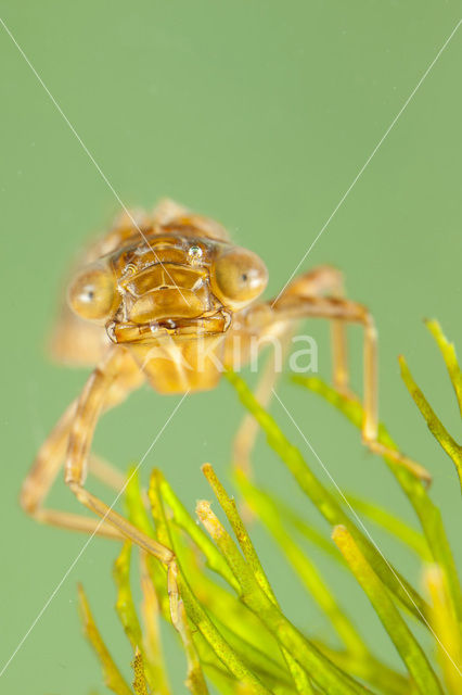 Zuidelijke keizerlibel (Anax parthenope)