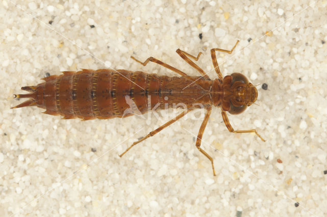 Zuidelijke keizerlibel (Anax parthenope)