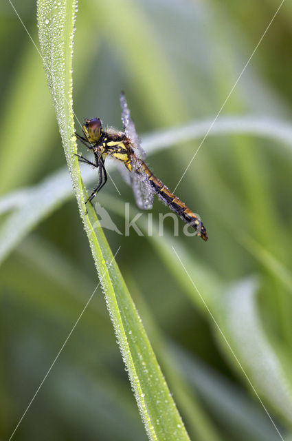 Zwarte heidelibel (Sympetrum danae)