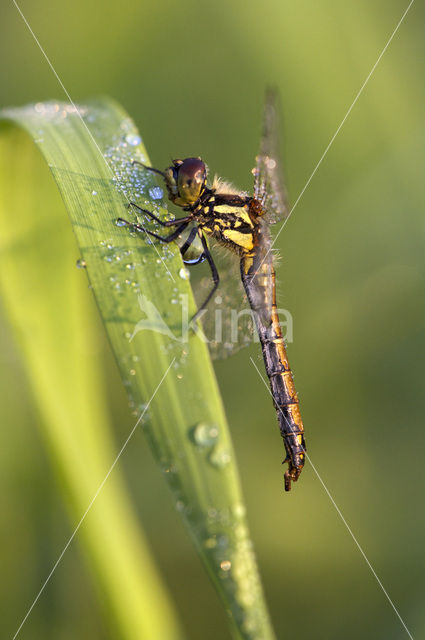 Zwarte heidelibel (Sympetrum danae)