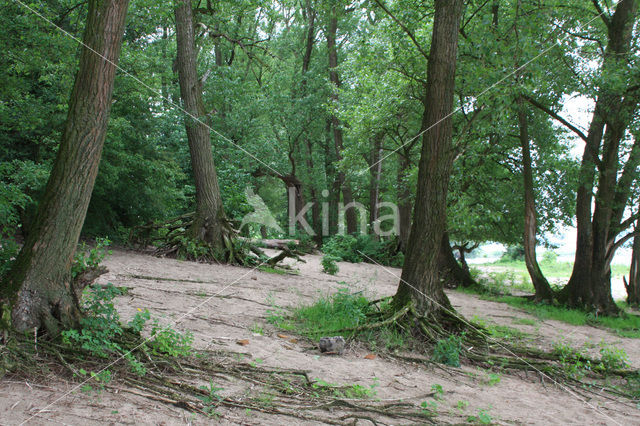 Zwarte populier (Populus nigra)