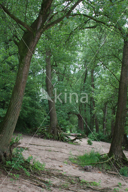 Zwarte populier (Populus nigra)