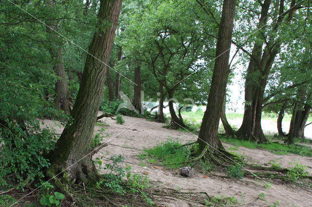 Zwarte populier (Populus nigra)