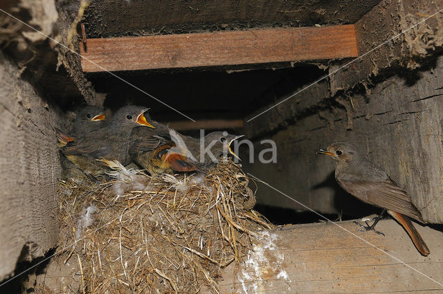 Zwarte Roodstaart (Phoenicurus ochruros)