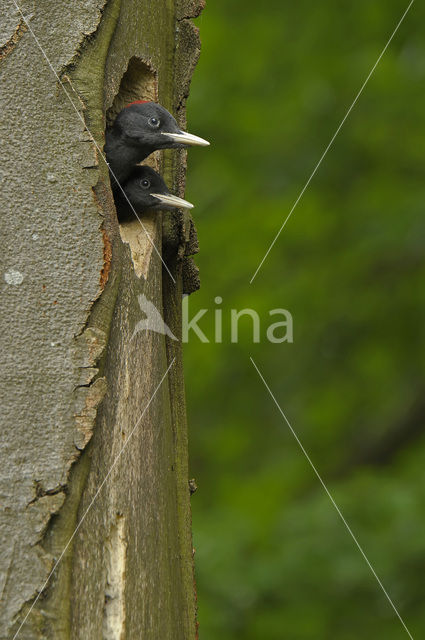 Black Woodpecker (Dryocopus martius)