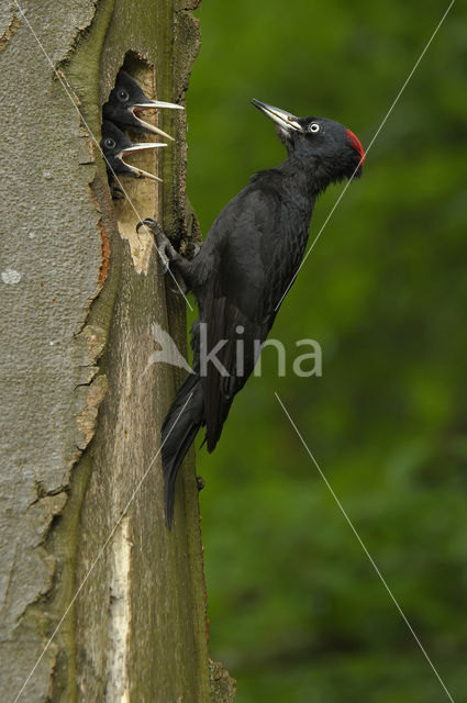 Zwarte Specht (Dryocopus martius)