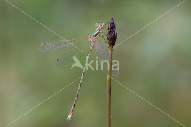 Zwervende pantserjuffer (Lestes barbarus)