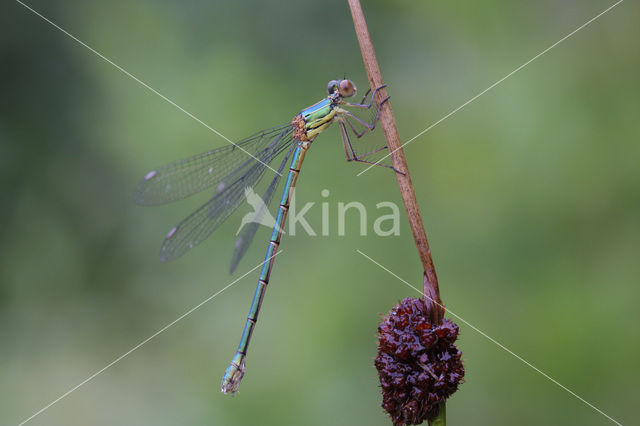 Zwervende pantserjuffer (Lestes barbarus)