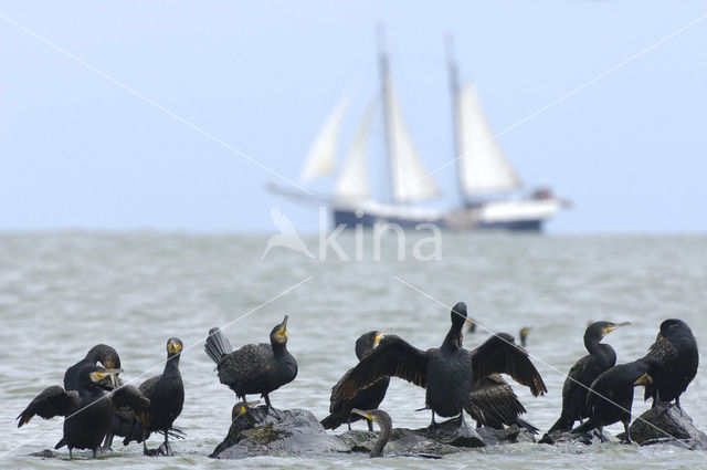 Aalscholver (Phalacrocorax carbo)