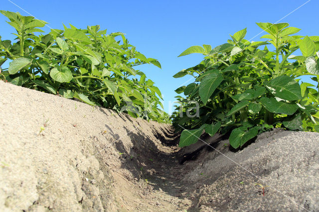 Aardappel (Solanum tuberosum)