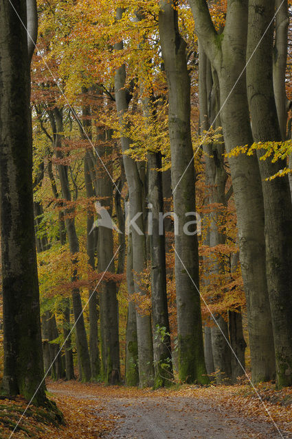 Beuk (Fagus sylvatica)