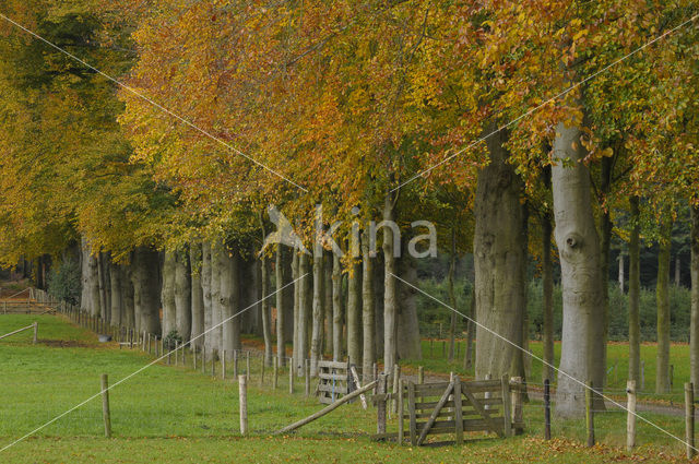 Beuk (Fagus sylvatica)