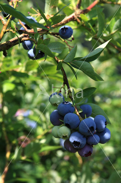 Blauwe bosbes (Vaccinium myrtillus)