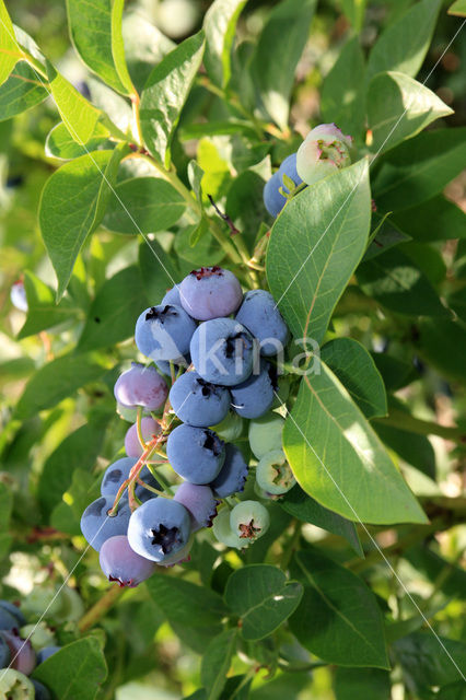 Blauwe bosbes (Vaccinium myrtillus)