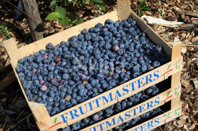 Blauwe bosbes (Vaccinium myrtillus)