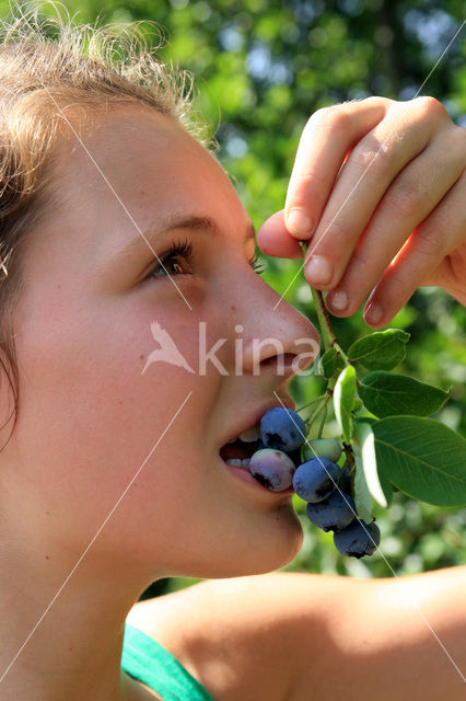 Blauwe bosbes (Vaccinium myrtillus)