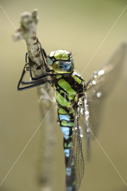 Blauwe glazenmaker (Aeshna cyanea)