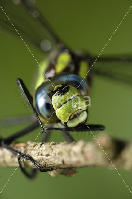 Blauwe glazenmaker (Aeshna cyanea)