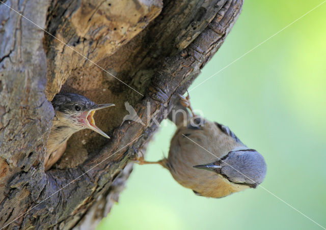 Boomklever (Sitta europaea caesia)