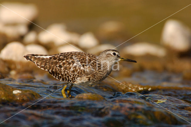 Bosruiter (Tringa glareola)