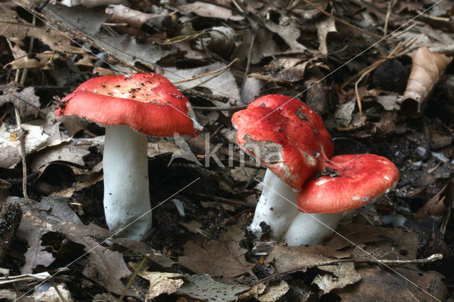 Braakrussula (Russula emetica)