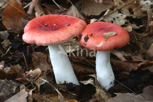 Braakrussula (Russula emetica)