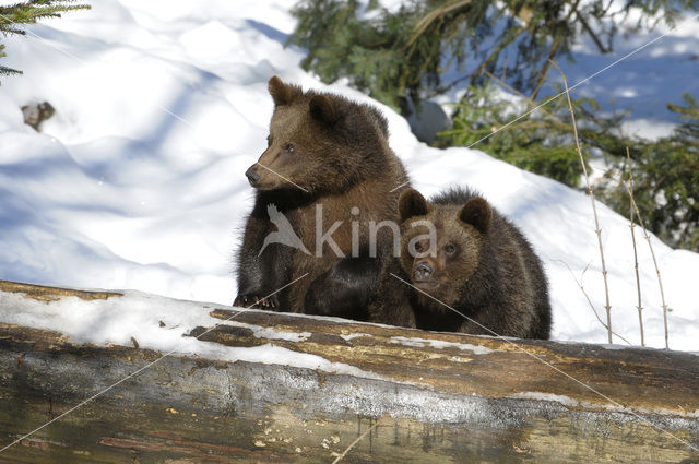 Brown Bear (Ursus arctos)