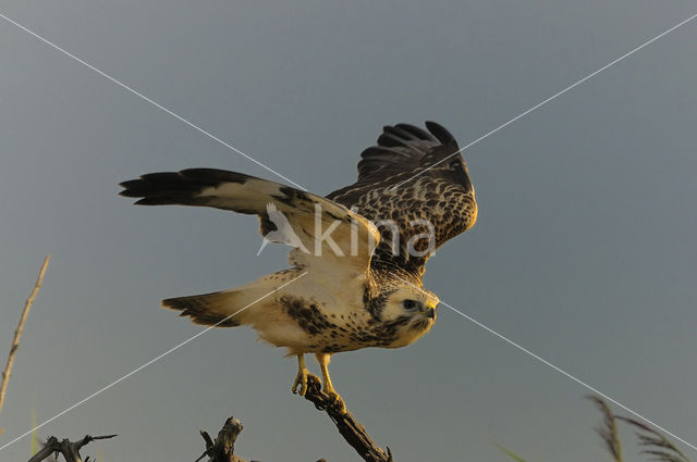 Buizerd (Buteo buteo)